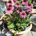Echinacea purpurea 整株植物