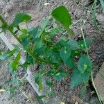 Acalypha australis Leaf