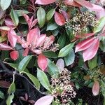 Photinia glabra 葉