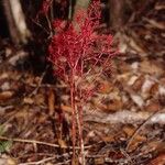 Daenikera corallina Flower