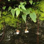 Begonia dioica موطن