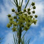Gomphocarpus integer Other