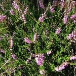 Calluna vulgaris ശീലം