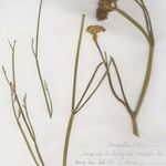 Oenanthe fistulosa Habit