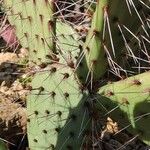 Opuntia phaeacantha Liść