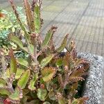 Kalanchoe daigremontianaপাতা