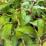 Persicaria hydropiper ফুল