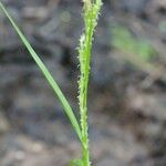 Carex strigosa Arall