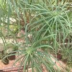 Euphorbia lamarckii Blatt