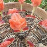 Haemanthus coccineus Flower