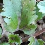 Veronica polita Leaf