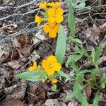 Erysimum odoratumFlower