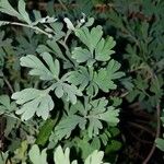Capnoides sempervirens Hoja