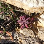 Limonium echioides Leaf