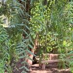 Schinus molle 葉