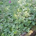 Tragopogon porrifolius Συνήθη χαρακτηριστικά