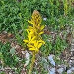 Asphodeline lutea ᱵᱟᱦᱟ