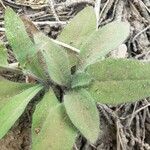 Hieracium albiflorum Blatt