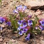 Penstemon speciosus Alkat (teljes növény)