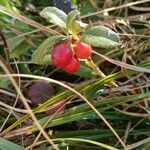 Vaccinium vitis-idaeaGyümölcs