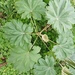 Tetrapanax papyrifer Jani