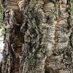 Quercus suber Bark