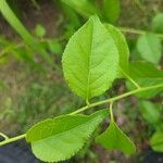 Celastrus scandens Leaf