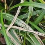 Liriope muscari Leaf