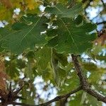 Quercus frainetto Листок