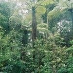 Dicksonia antarctica Flor