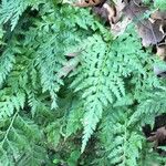 Dryopteris aemula Leht