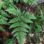 Dryopteris intermedia Hoja