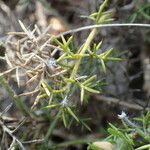 Genista hispanica Rusca