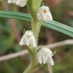 Goodyera repens Flor