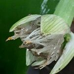 Haemanthus albiflos Fruitua