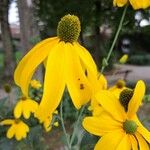 Rudbeckia laciniataFloare