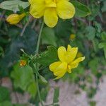 Jasminum mesnyi Flor