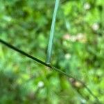 Bromus erectus Leaf