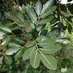 Aglaia elaeagnoidea Deilen