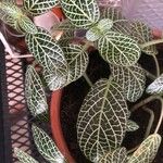 Fittonia albivenisLeaf