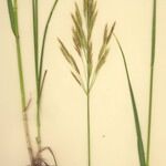 Bromus riparius ᱛᱟᱦᱮᱸ