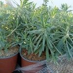Euphorbia characias Hoja
