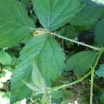 Rubus foliosus Blatt