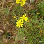 Senecio inaequidensFiore