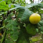 Quercus robur Likasa
