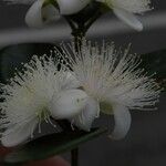 Eugenia buxifolia Virág