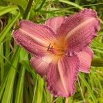 Hemerocallis fulvaBlomst