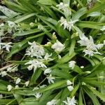Allium paradoxum Çiçek