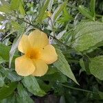 Allamanda catharticaFlower