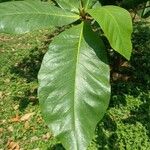 Terminalia catappa 葉